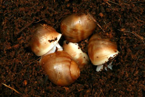 líhnutí Archachatina puylaerti Togo albino body